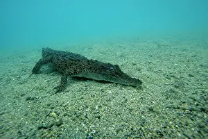 Alligators: Saltwater Crocodile - Kimbe Bay West, New Britain, Papua New