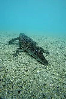 Alligators: Saltwater Crocodile - Kimbe Bay West, New Britain, Papua New