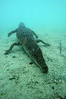 Alligators: Saltwater Crocodile - Kimbe Bay West, New Britain, Papua New