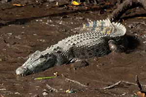 Porosus: Saltwater Crocodile - resting on muddy bank - world's larges