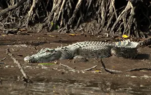 Porosus: Saltwater Crocodile - resting on muddy bank - world's larges