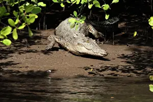 Porosus: Saltwater Crocodile - resting on muddy bank - world's larges