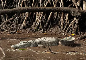 Porosus: Saltwater Crocodile - resting on muddy bank - world's larges