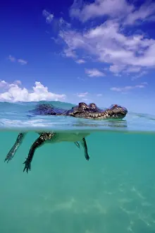 Peril: Saltwater Crocodile - on the surface - Kimbe Bay West, New B