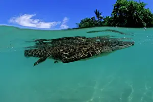 Peril: Saltwater Crocodile - on the surface - Kimbe Bay West, New B