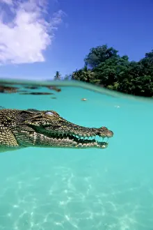Peril: Saltwater Crocodile - on the surface - Kimbe Bay West, New B