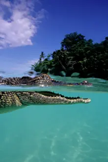Peril: Saltwater Crocodile - on the surface - Kimbe Bay West, New B