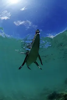 Peril: Saltwater Crocodile - on the surface - Kimbe Bay West, New B