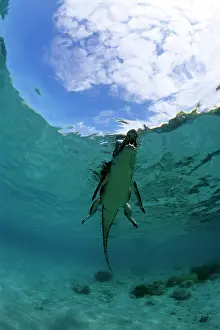 Peril: Saltwater Crocodile - on the surface - Kimbe Bay West, New B