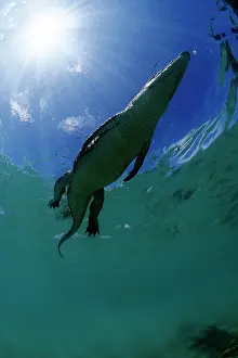 Peril: Saltwater Crocodile - on the surface - Kimbe Bay West, New B