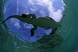Peril: Saltwater Crocodile - on the surface - Kimbe Bay West, New B