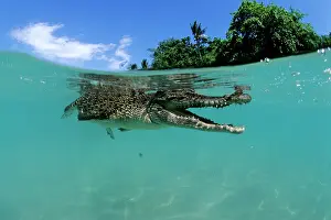 Peril: Saltwater Crocodile - under the surface - Kimbe Bay West, Ne