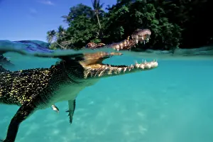Peril: Saltwater Crocodile - under the surface - Kimbe Bay West, Ne