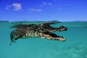 Peril: Saltwater Crocodile - under the surface - Kimbe Bay West, Ne