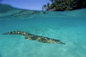 Peril: Saltwater Crocodile - under the surface - Kimbe Bay West, Ne