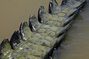 Billabong: Saltwater Crocodile Tail, Adelaide River