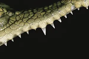 Estuarine: Saltwater Crocodile Teeth