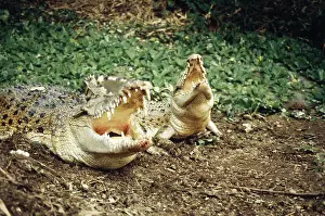 Mates: Saltwater Crocodiles