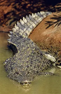 Crocodilian: Saltwater Crocodiles
