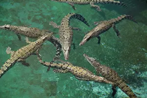 Crocodiles: Saltwater Crocodiles ( Crocodylus Porosus