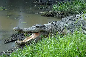 Estuarine: Saltwater or Estuarine Crocodile