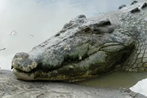 Estuarine: Saltwater or Estuarine Crocodile