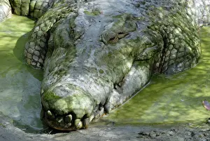 Estuarine: Saltwater or Estuarine Crocodile