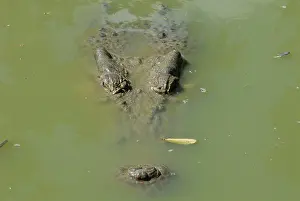 Estuarine: Saltwater or Estuarine Crocodile