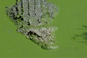 Estuarine: Saltwater or Estuarine Crocodile