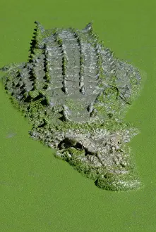 Estuarine: Saltwater or Estuarine Crocodile