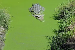 Estuarine: Saltwater or Estuarine Crocodile