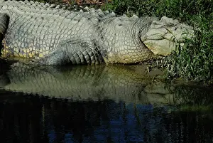 Estuarine: Saltwater or Estuarine Crocodile