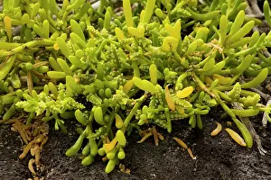 Batis: Saltwort, a widespread tropical seashore plant