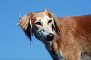 Saluki: SALUKI DOG - close-up of head