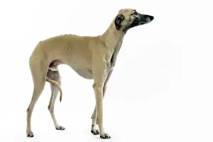 Saluki: Saluki Dog - also known as the Royal Dog of Egypt