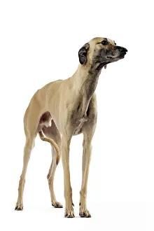 Saluki: Saluki Dog - also known as the Royal Dog of Egypt
