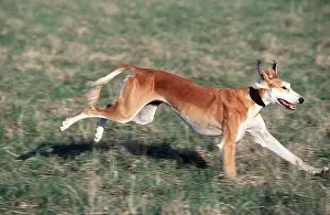 Collar: SALUKI DOG - running, side-view