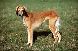 Saluki: SALUKI DOG SIDE-ON HEAD FACING