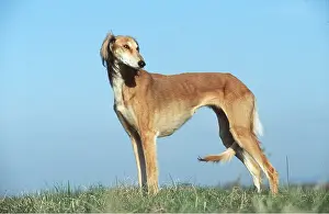 Saluki: SALUKI DOG - side-on, looking