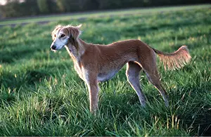Saluki: SALUKI DOG - side-view on grass
