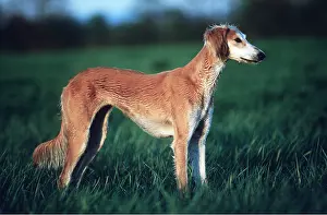Saluki: SALUKI DOG - side view at dusk