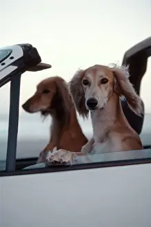 Saluki: Saluki Dogs in car