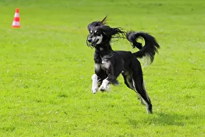 Greyhound: Saluki, Persian Greyhound, Royal Dog of Egypt (Canis