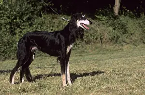 Greyhound: Saluki standing in the grass