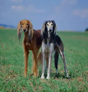 Greyhound: Salukis, greyhounds Persian greyhound