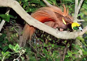 Raggiana: Salvadori's BIRD OF PARADISE - Male