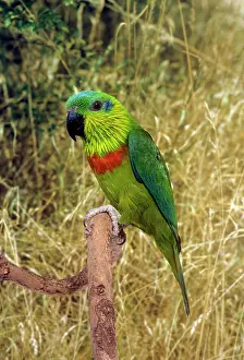 Salvadorii: Salvadori's Fig Parrot