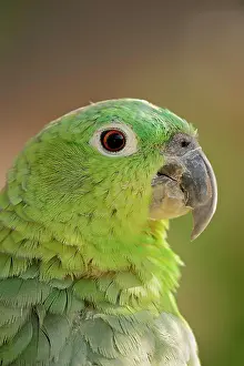 Native: Salvadori's miller amazon (Amazona farinosa virenticeps)