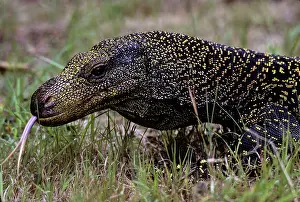 Varanidae: Salvadori's Monitor (Varanus salvadorii)
