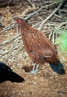 Lophura: Salvadori's PHEASANT - Female
